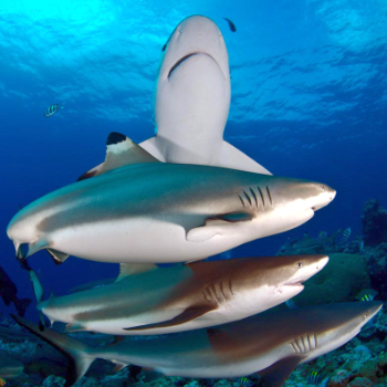 Shark Week Palau