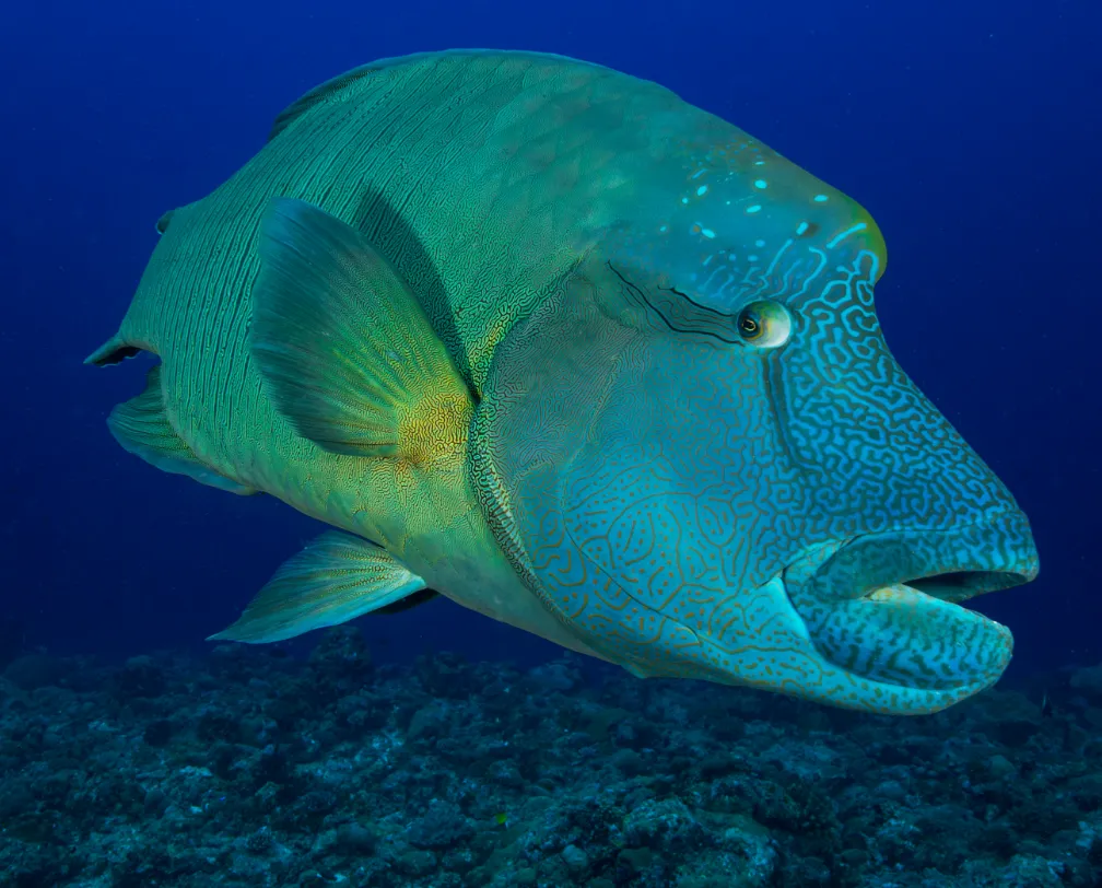 Napoleon Wrasse in blue waters in Palau
