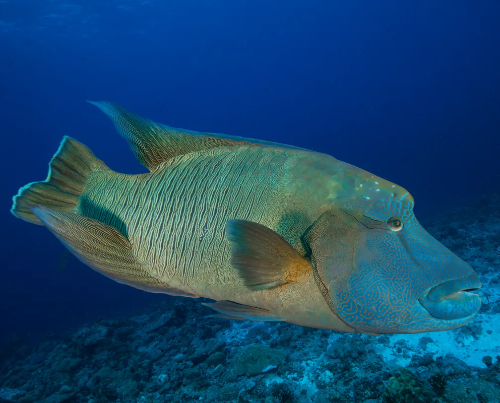 Napoleon fish in Palau
