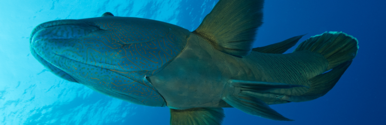 Napoleon Wrasse in blue waters in Palau