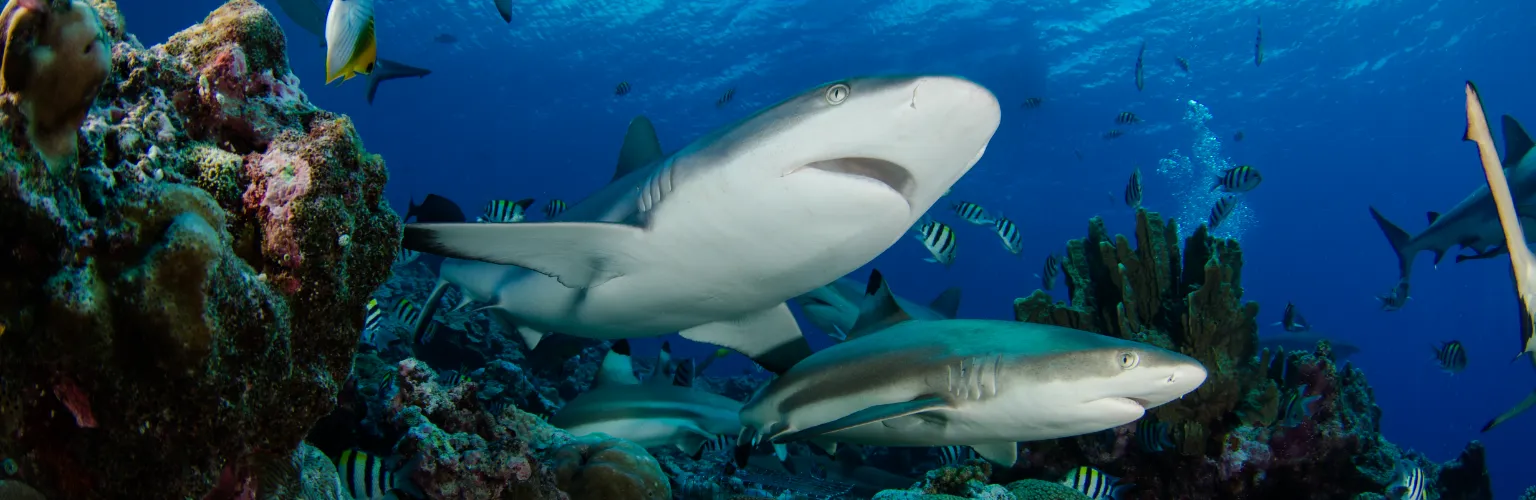 underwater photo of 2 sharks swimming side by side in blue waters in Palau