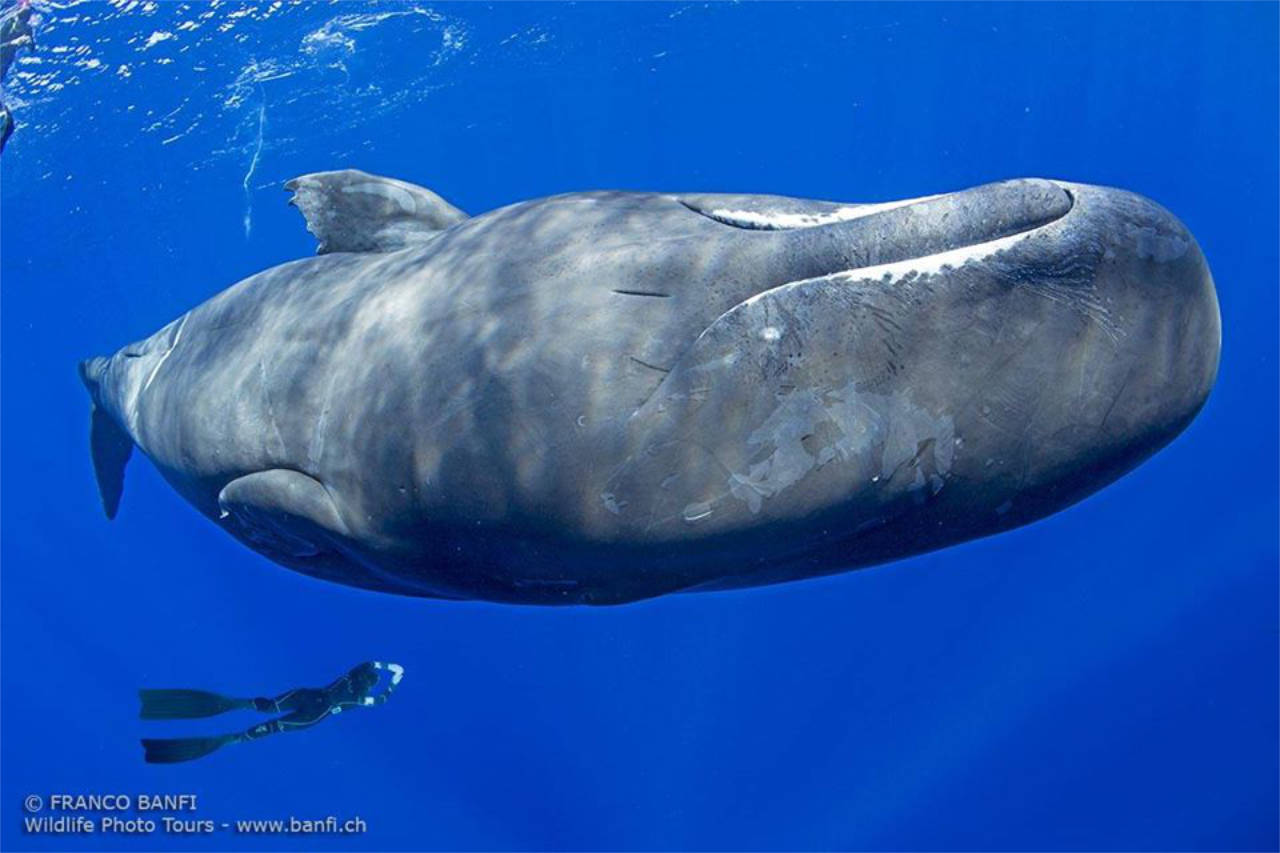 Diving Palau - Through the Lens of Franco Banfi