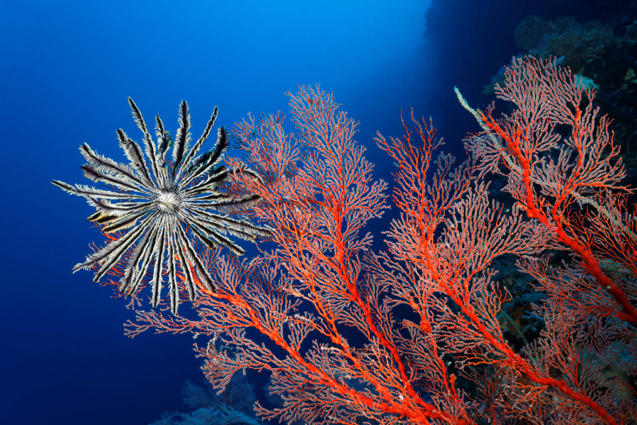 underwater photo of red soft corals on wall in Palau