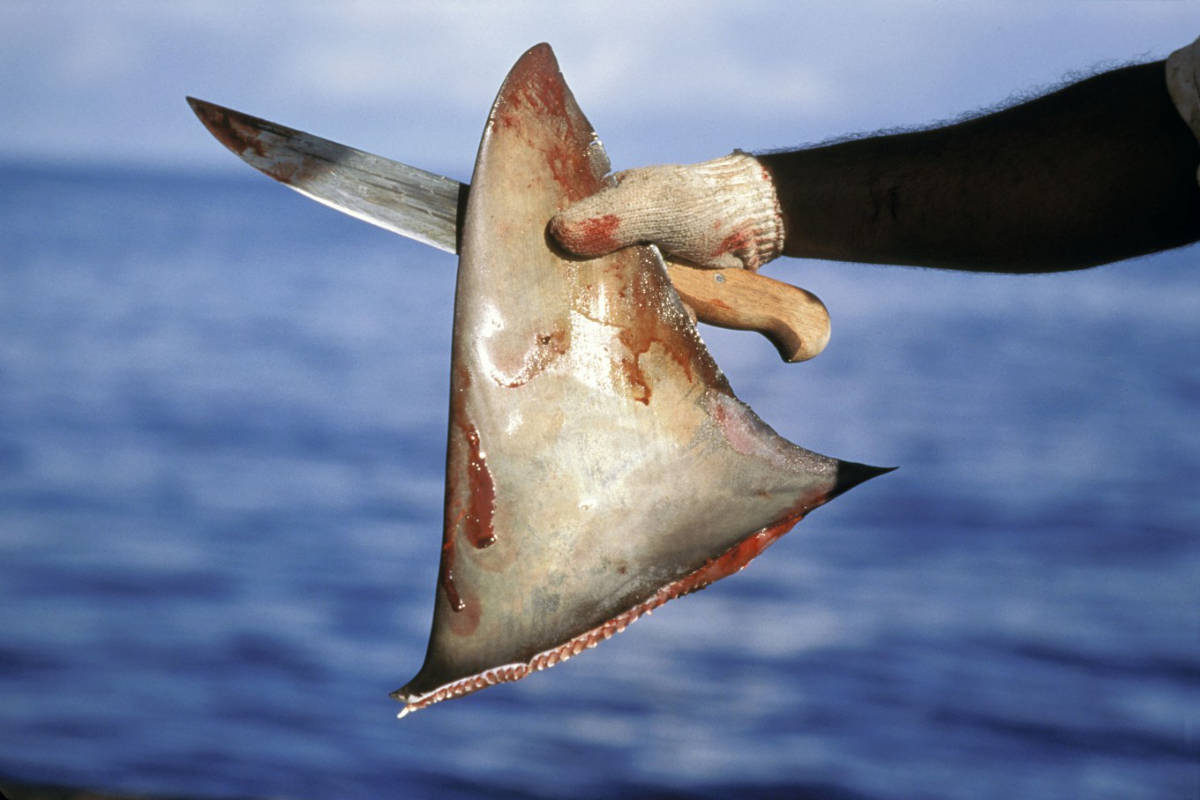 Shark Fin cut off in the hand of a fisher man with bloody glove