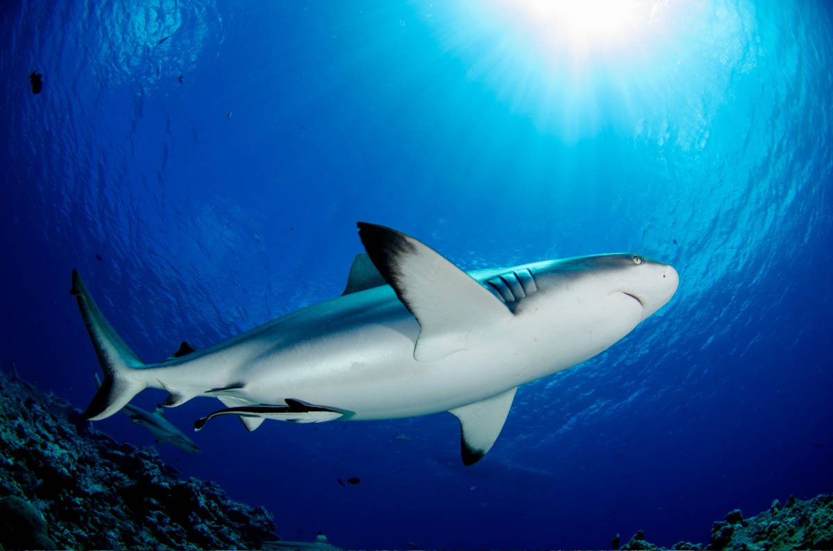 Shark photographed against the sun in clear blue water, filling the frame