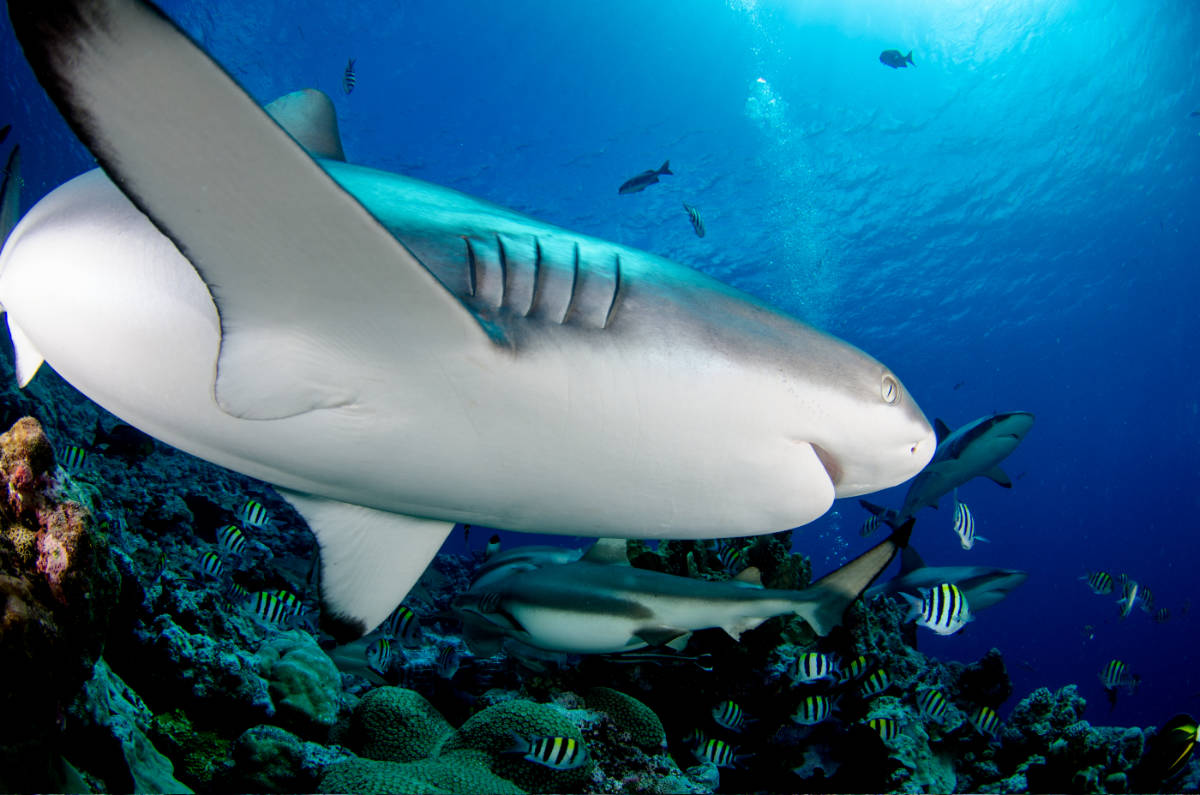 Gray Reef Shark swimming from left side into the pictures, the shark is close-up and fills the frame