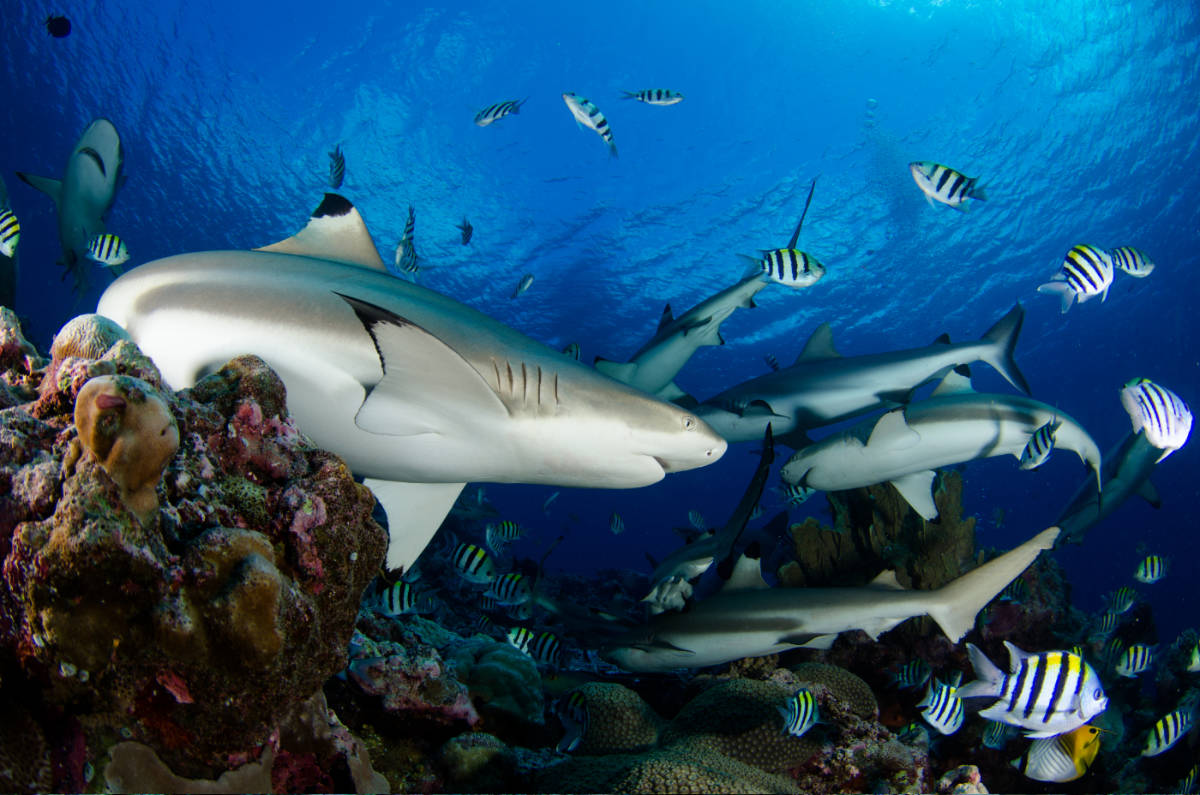 Blacktip Reef Shark turning around in front of the photographers lens in clear blue water