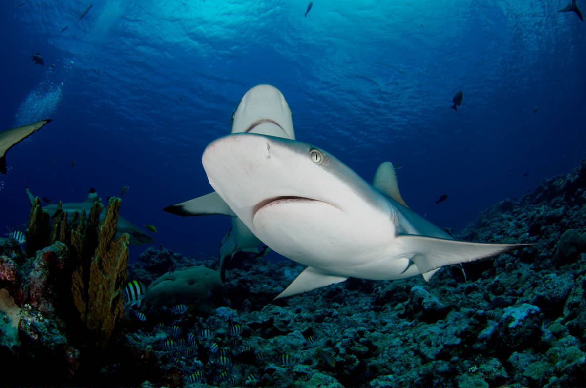 Grey reef shark close-up, the shark's nose almost touches the lens