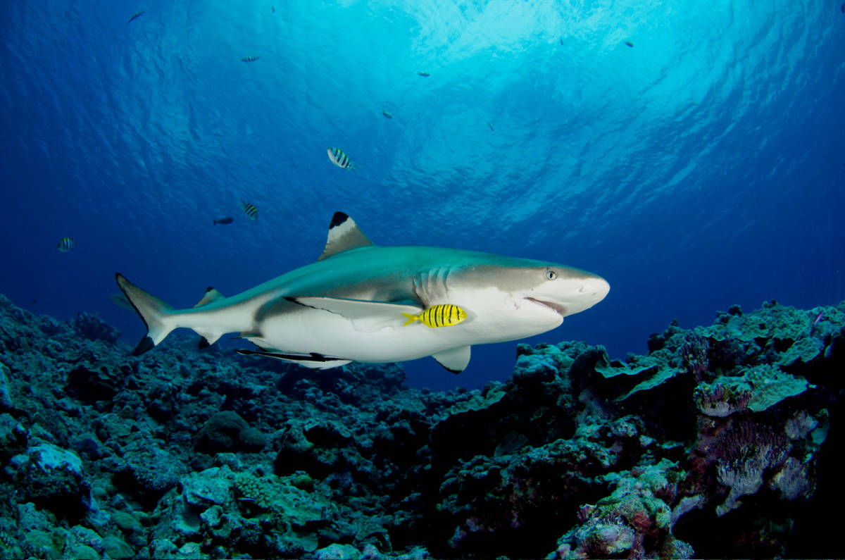 Blacktip reef shark in clear blues water close to the photographer crossing the frame from left to right
