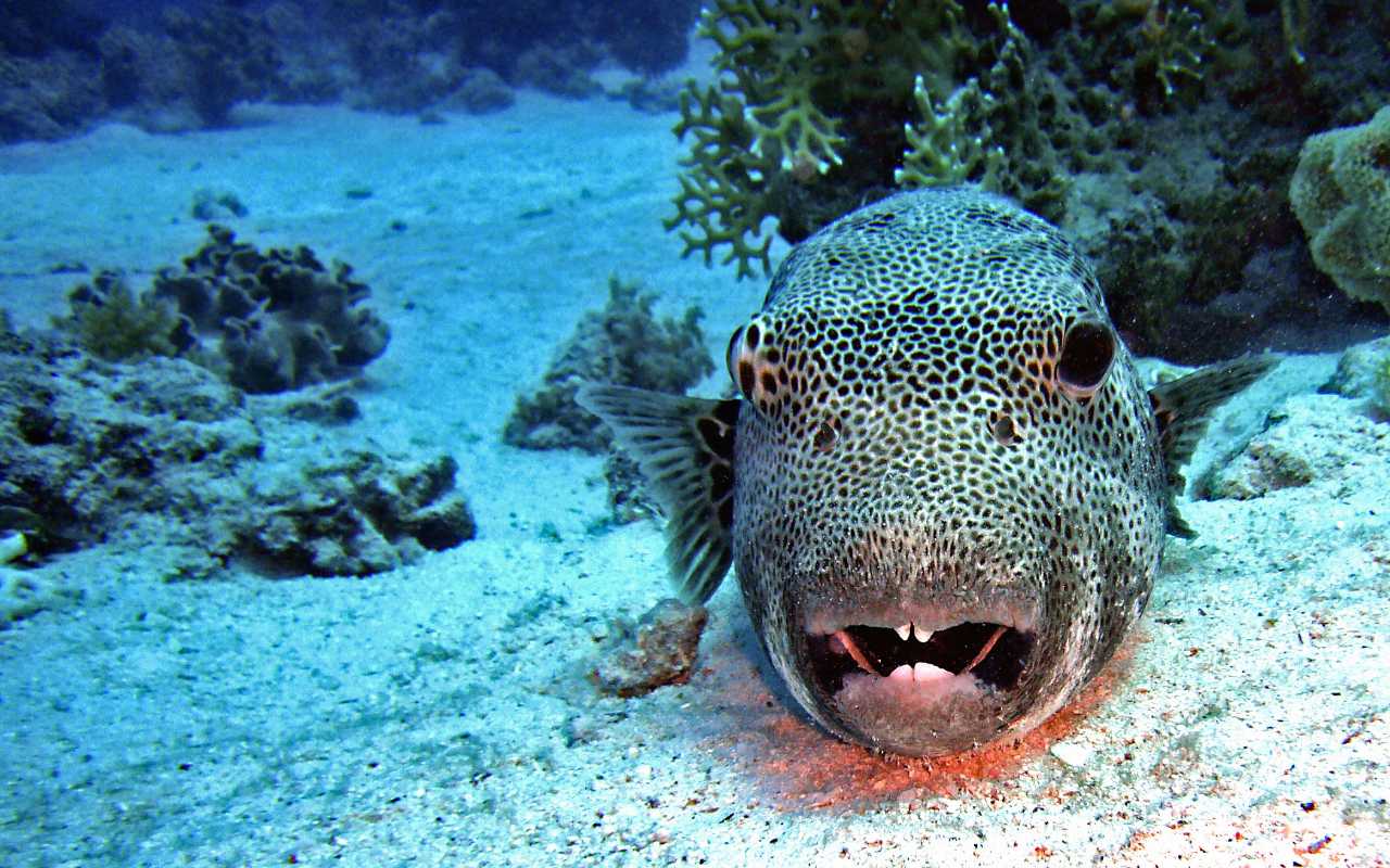 Puffer fish resting on the bottom at a Palauan dive site