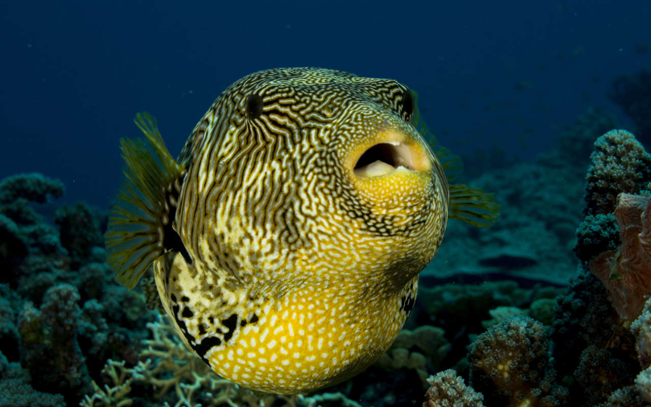 puffer fish in Palau