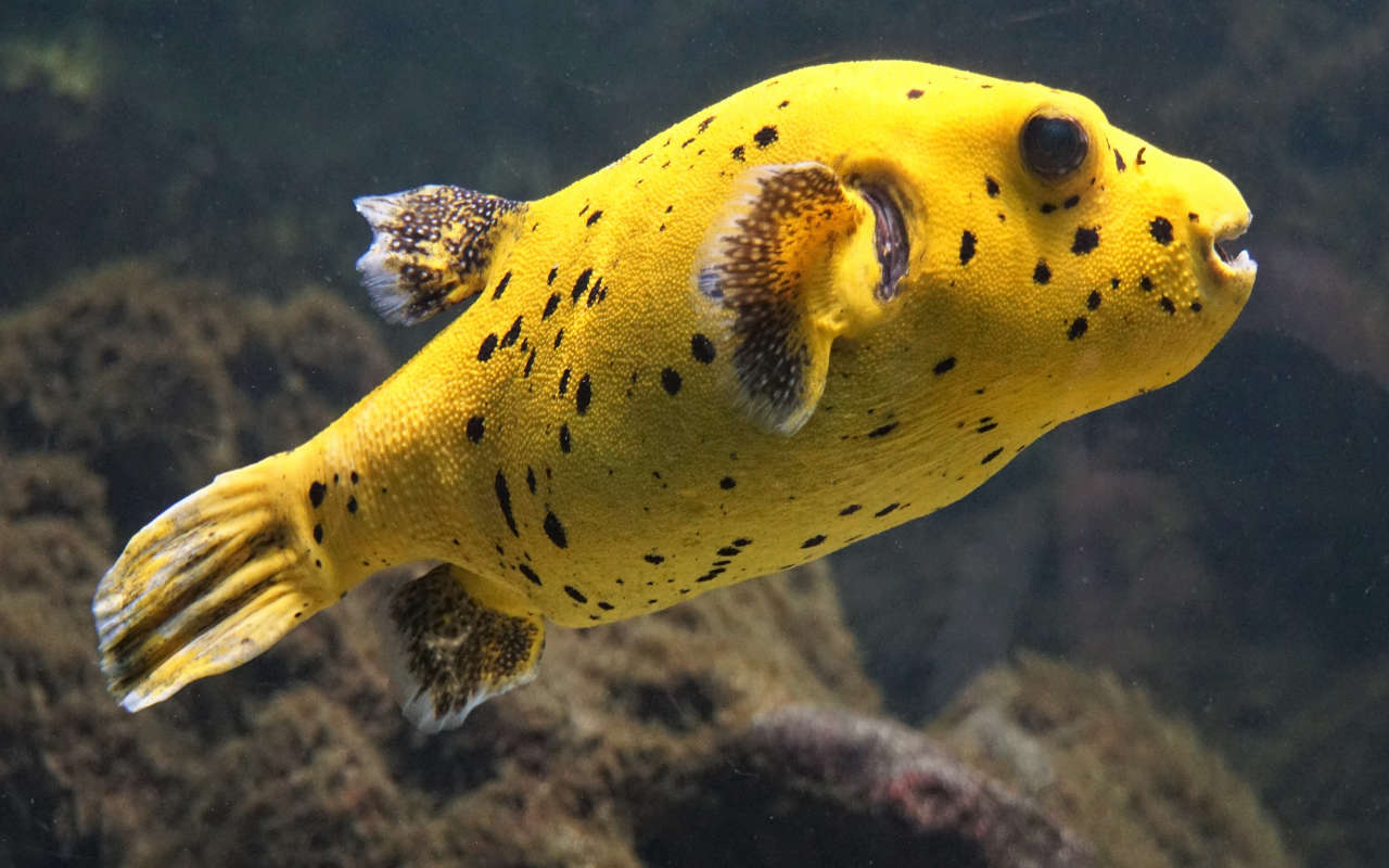 Yellow puffer fisch seen from its right side