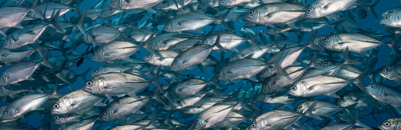 Schooling fish in Palau