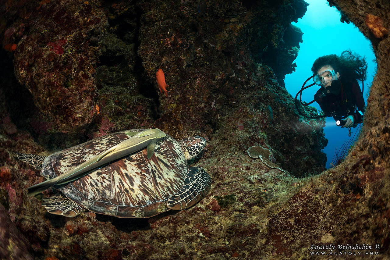 hawksbill sea turtle habitat