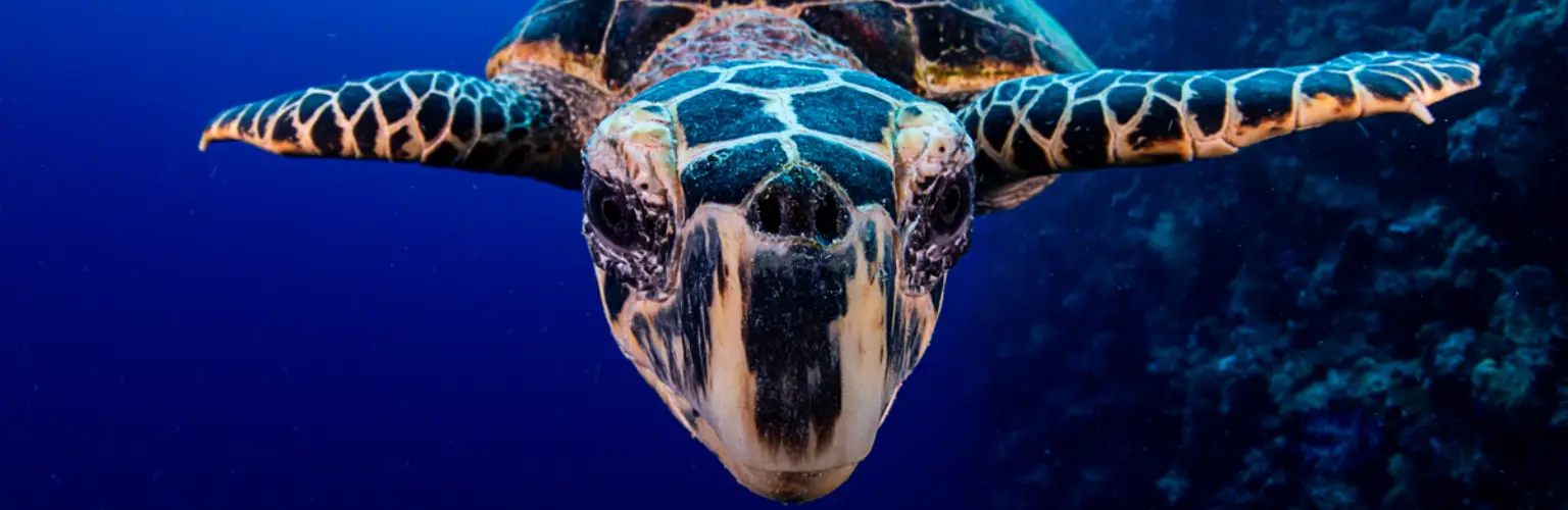 underwater photo of a sea turtle swimming right into the camera head first