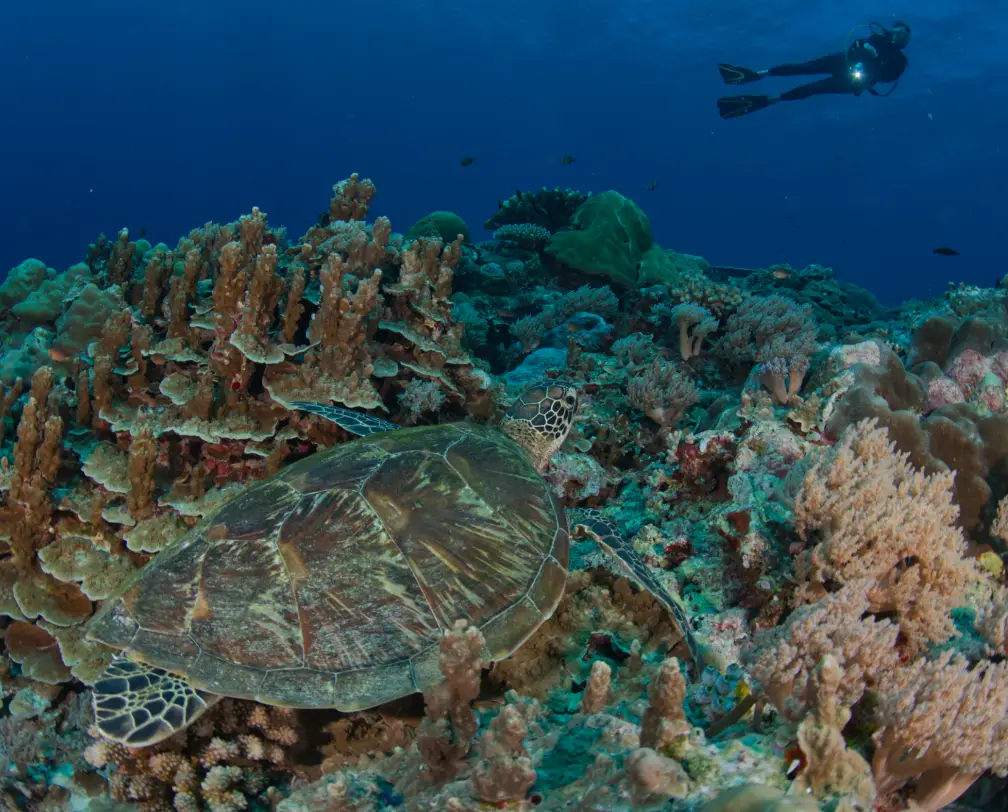 underwater photo of a sea turtle in Palau