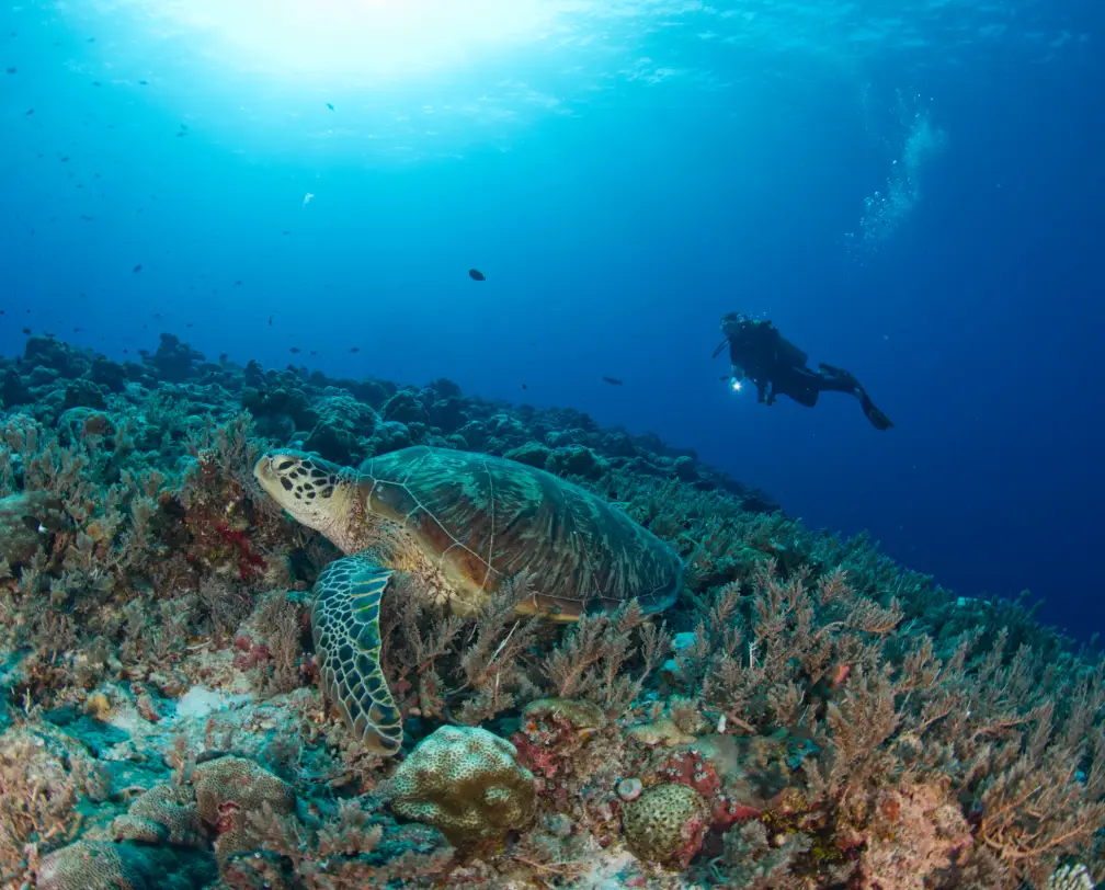 underwater photo of a sea turtle in Palau