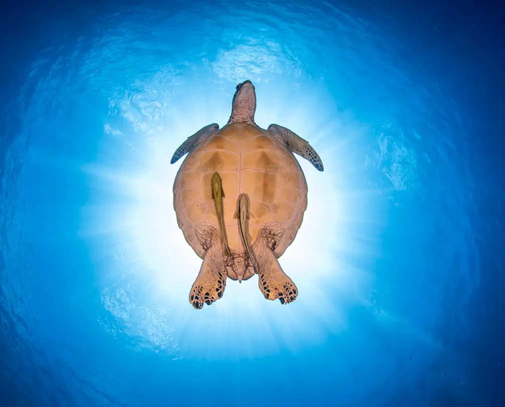 underwater photo of a sea turtle in Palau