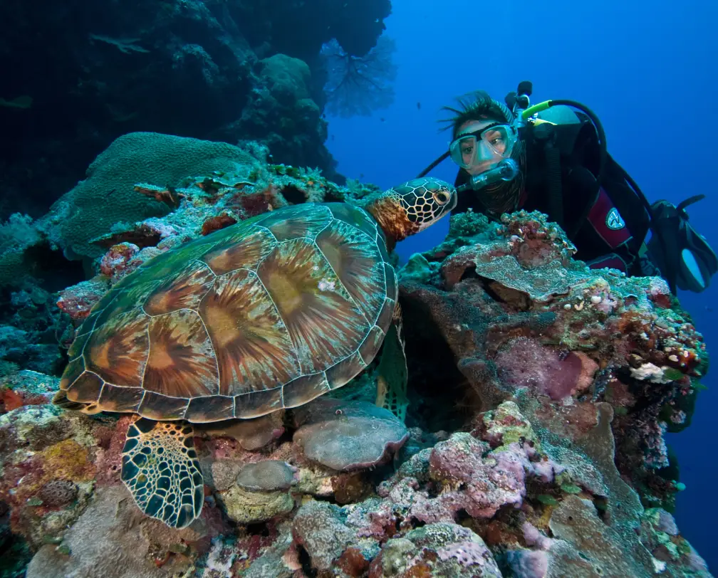 underwater photo of a sea turtle in Palau