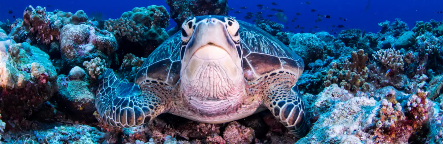 underwater photo of a sea turtle resting on its belly on the reef top