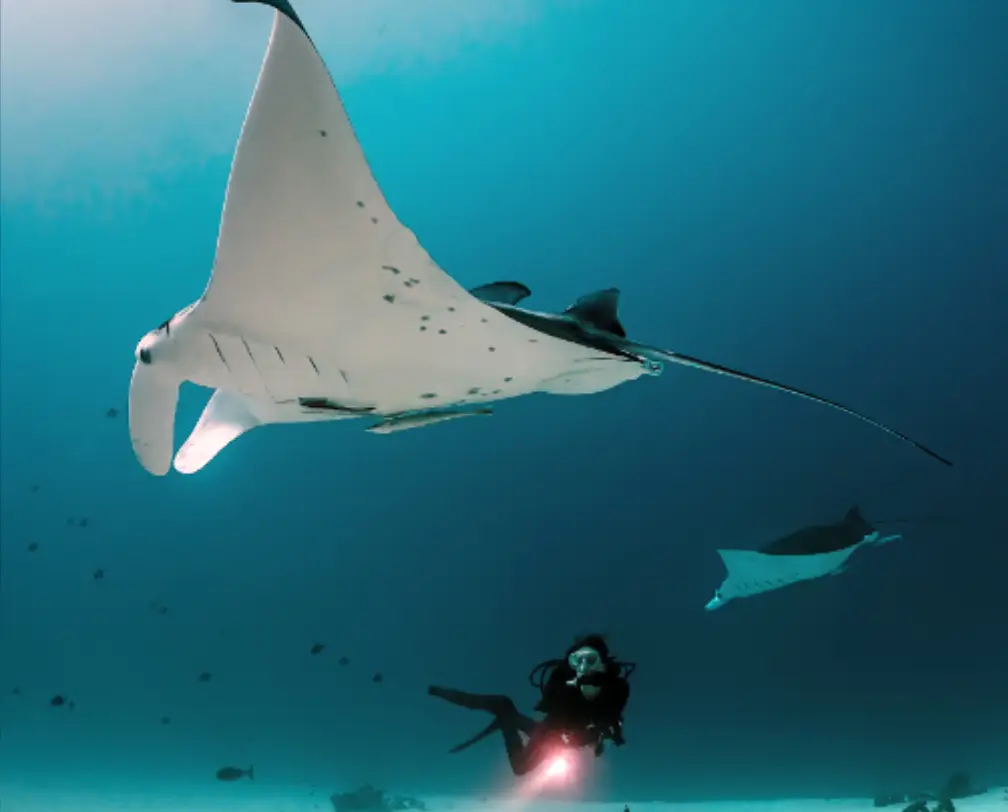 diver underwater at German Channel in Palau with 2 manta rays, on in front of her and one further in the back