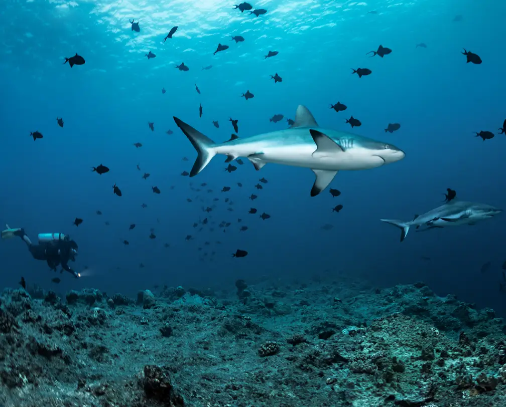 2 sharks and some small fish under water, in the background a diver at the edge of the reef watching them, Blue Corner Palau