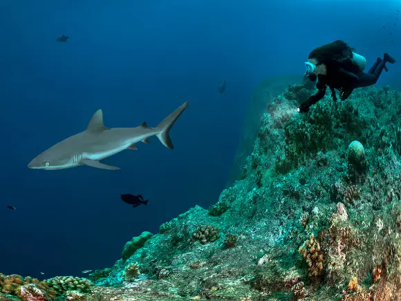 underwater photo of a diver and a shark at Blue Corner in Palau