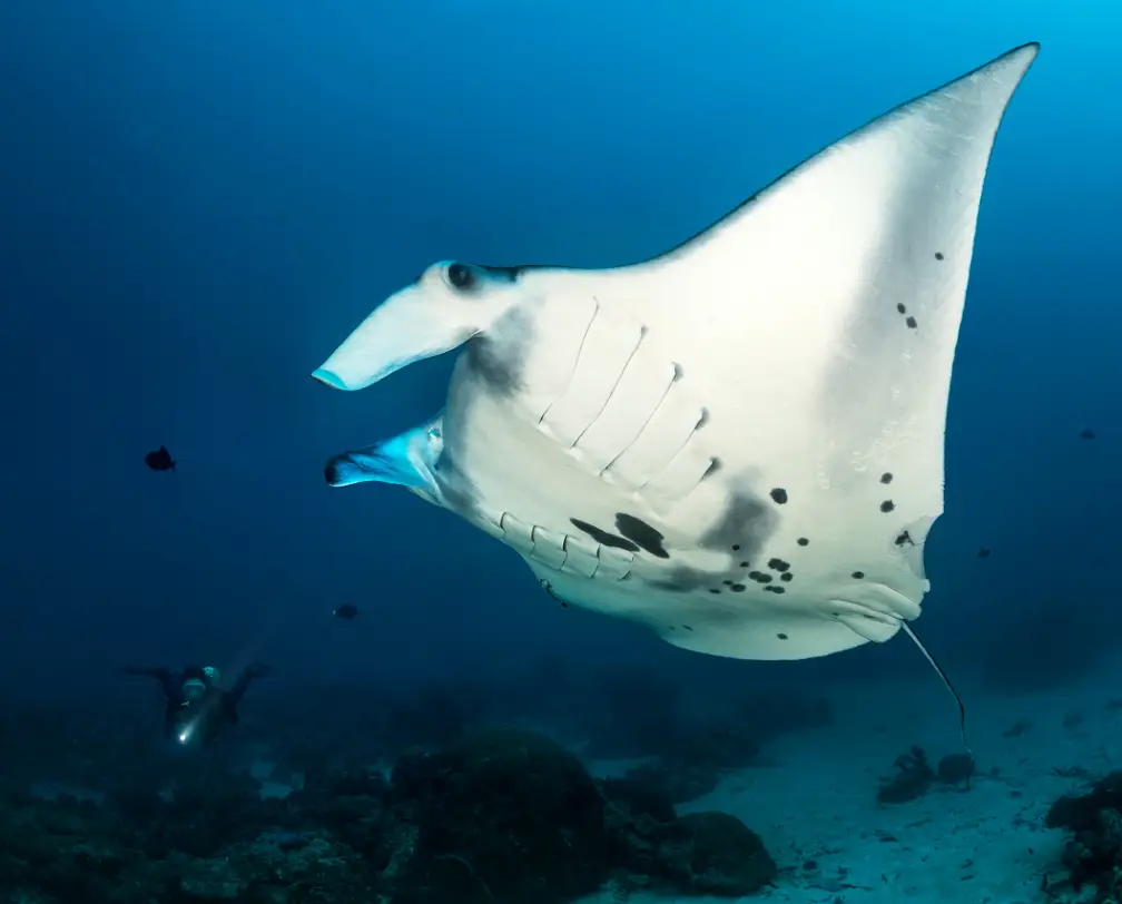 manta ray under water with a diver in the background