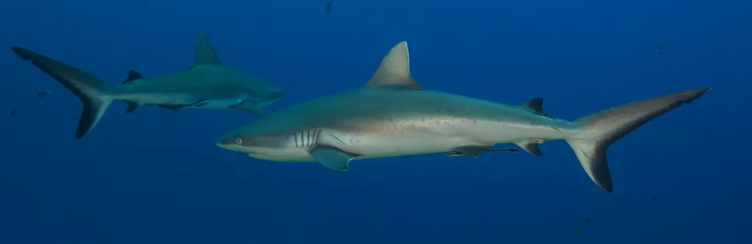 underwater photo of 2 reef sharks one swimming parallel to the camera, the second away from it, close-up photo