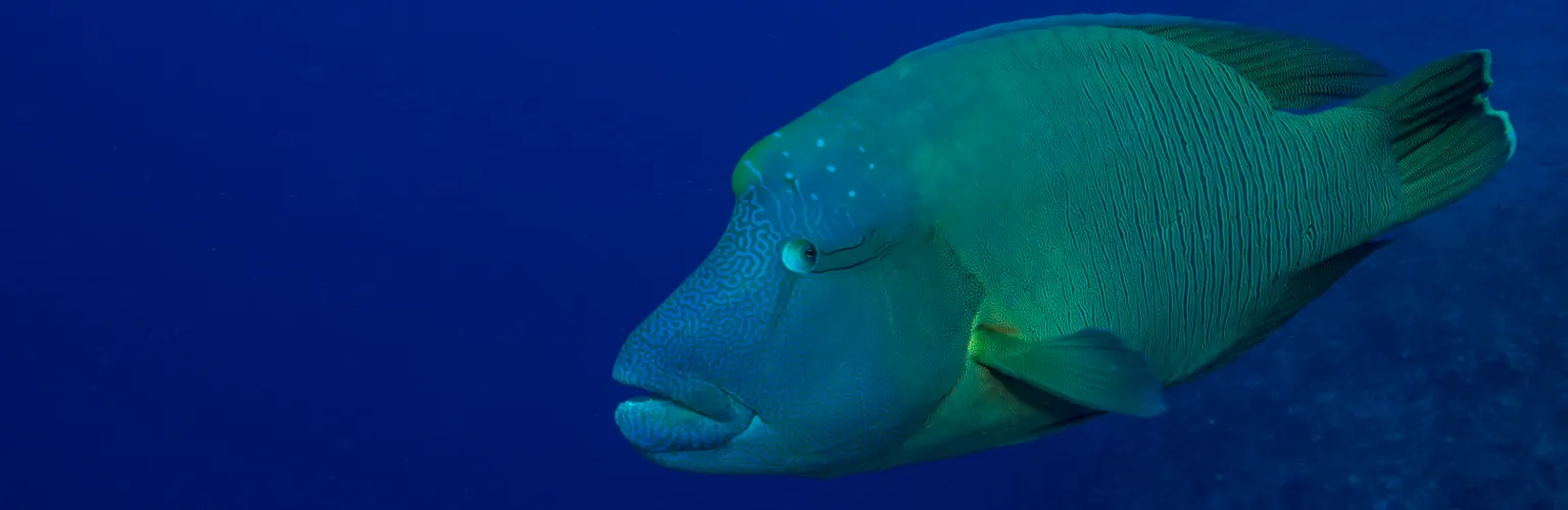 underwater photo of a napoleon wrasse swimming by the camera, looking at the photographer