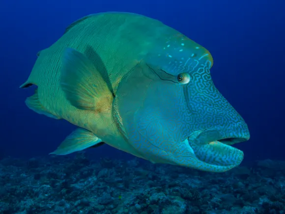 underwater photo of a napoleon wrasse swimming by the camera, looking at the photographer