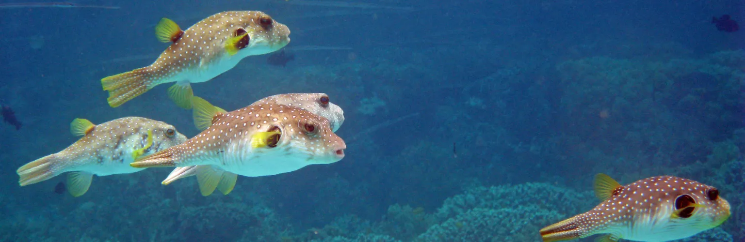 underwater photo of a group of puffer fish