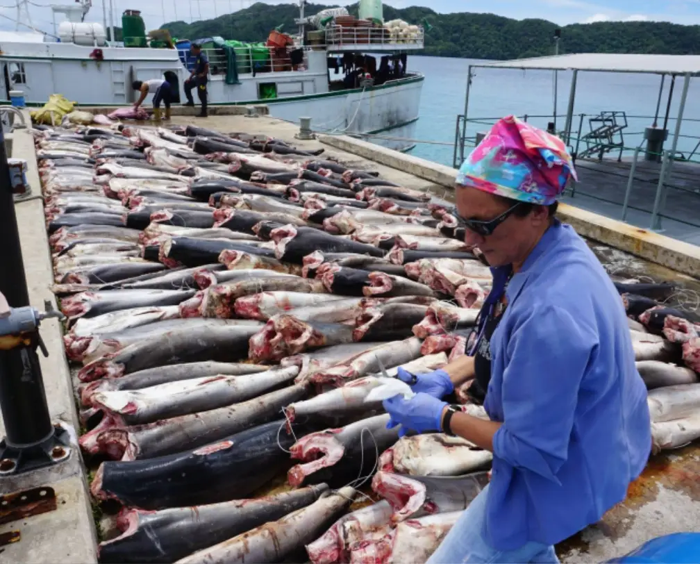 Tova Harel from MSF Palau taking DNA samples of dead sharks