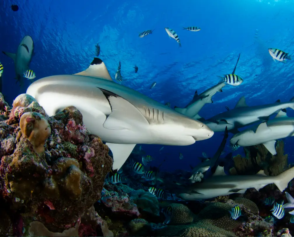 group of sharks under water in deep blue, clear water in palau