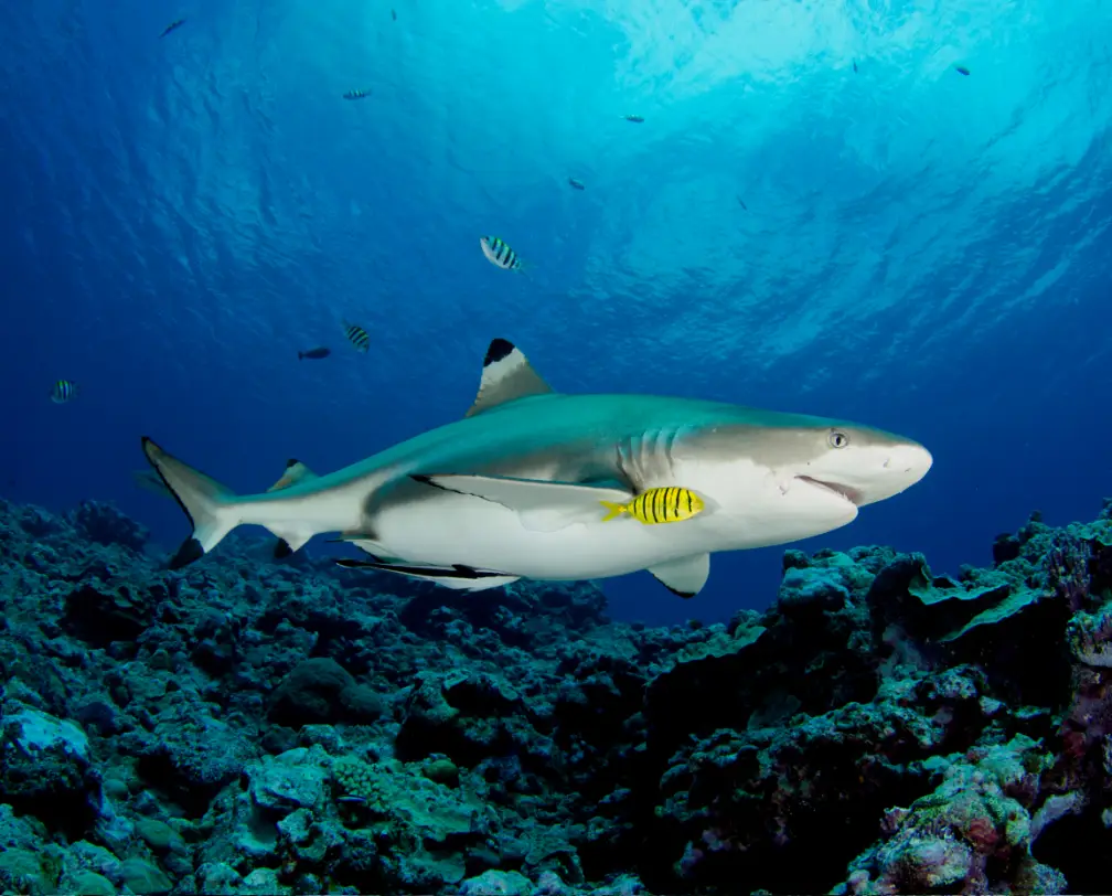 underwater photo of a reef shark with a yellow pilot fish