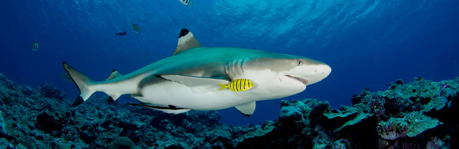 underwater photo of a reef shark with a yellow pilot fish