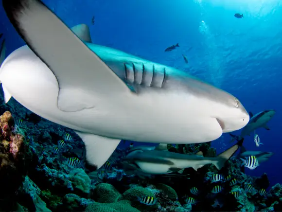 close-up underwater photo of a reef shark touching the camera's port with its fin, swimming by from left to right