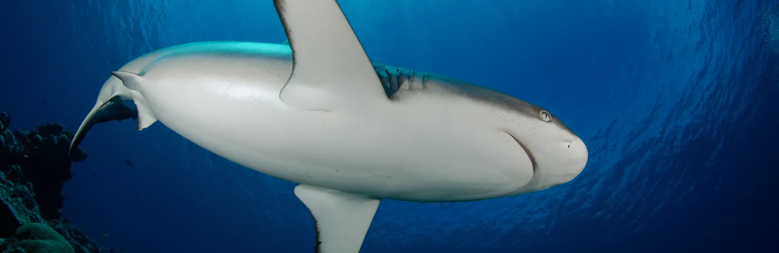 Shark Week - Diving and So Much More