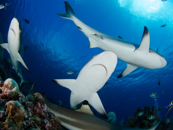 Reef shark in blue water in Palau