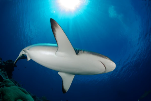 Reef sharks in blue water in Palau