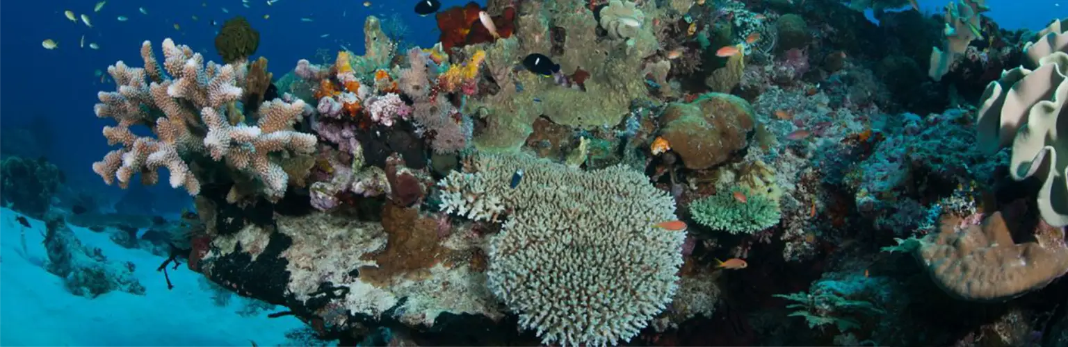 Coral reef with hard and soft coral
