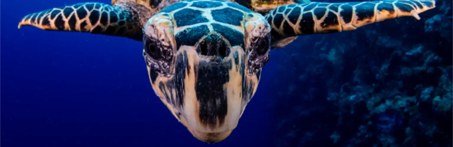 Underwater photo of a sea turtle, detail of the head reaching for the camera straight on