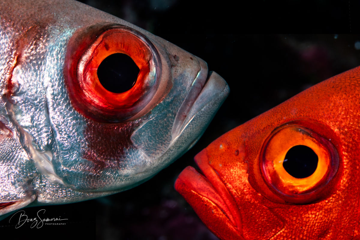 Big Eye groupers ate German Channel Palau