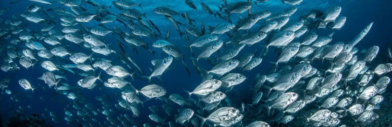 Underwater photo of a school of Jack fish in the blue clear waters of Palau
