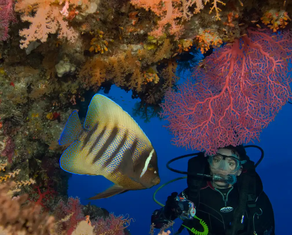 underwater photo of a scuba diver looking into a small cave where the diver sees an angel fish surrounded by colorful soft corals