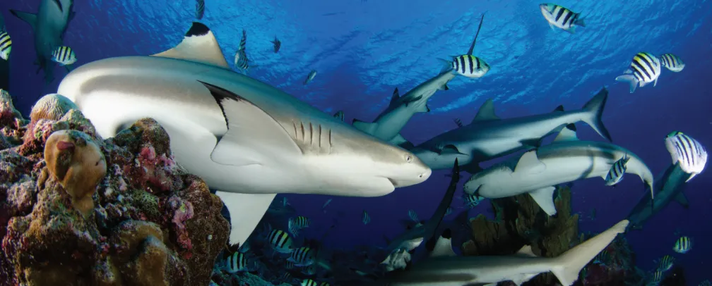 Reef Sharks in Palau