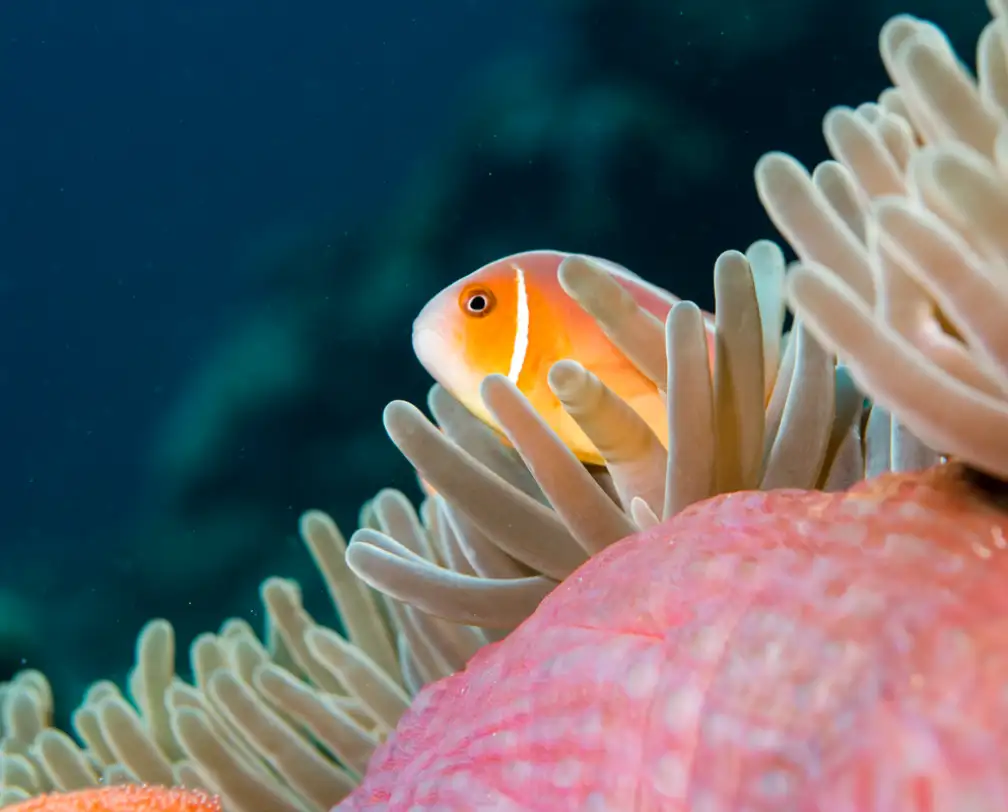 underwater photo of a clown fish in a pink anemone 