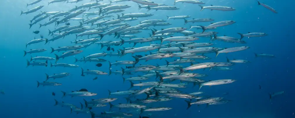 schooling barracudas in blue waters in Palau