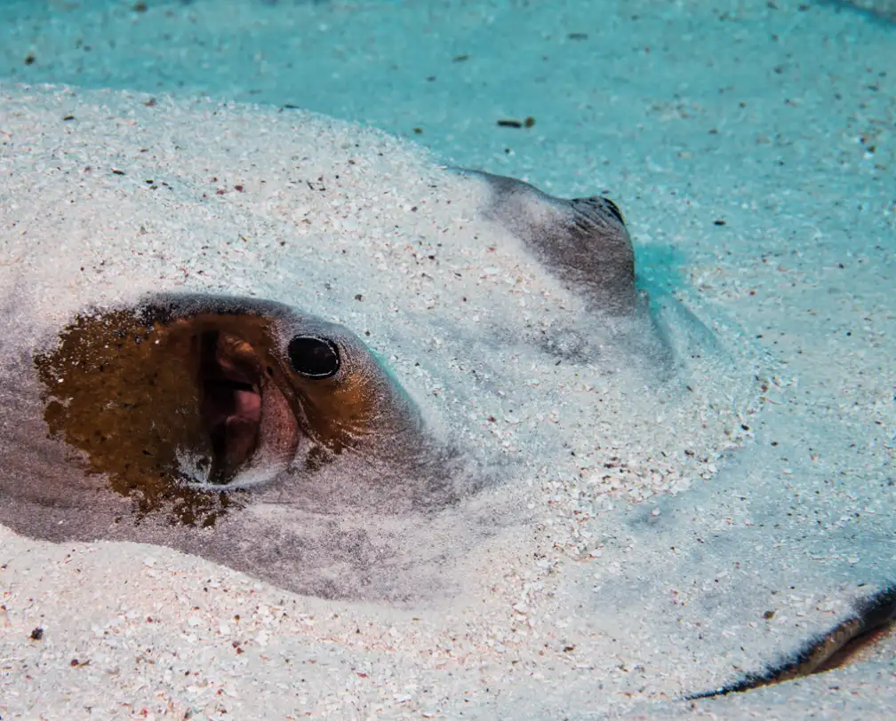 close-up photo of a sting ray covered in sand, just contour and eyes are visible
