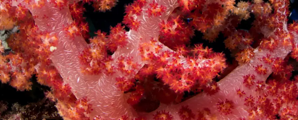 close-up of a red soft coral in Palau